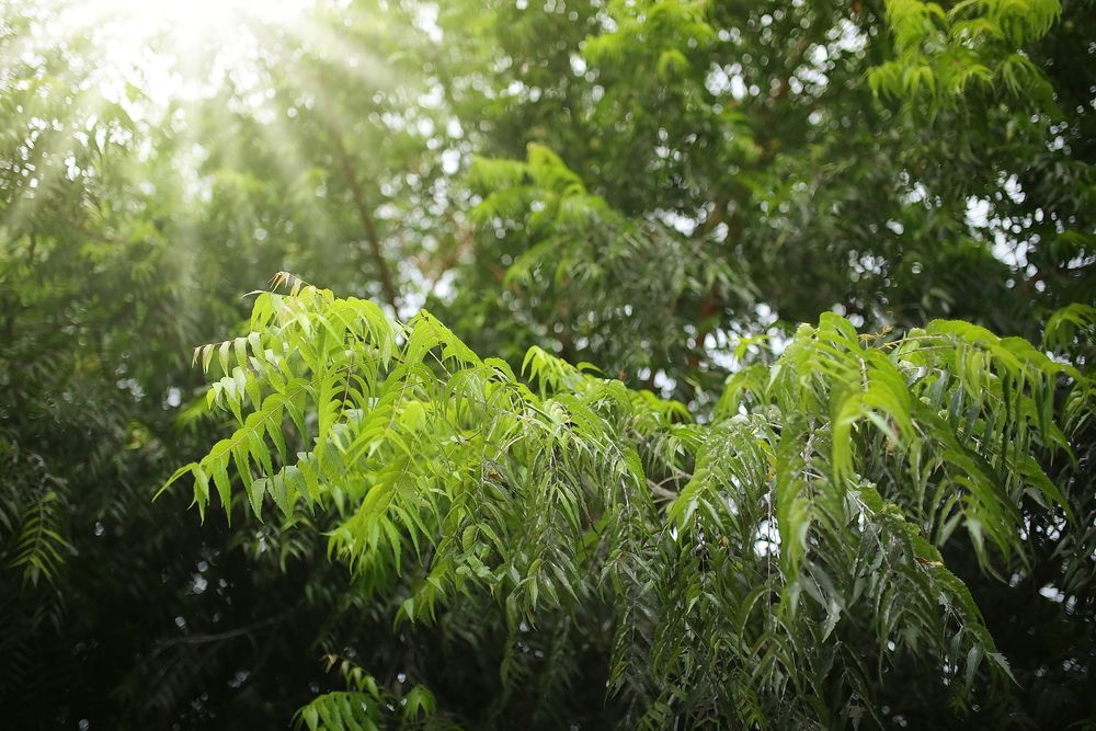 𝐕𝐚𝐬𝐭𝐮 𝐏𝐥𝐚𝐧𝐭𝐬 𝐟𝐨𝐫 𝐇𝐨𝐦𝐞 20 Plants That Are Best for Home As Per Vastu